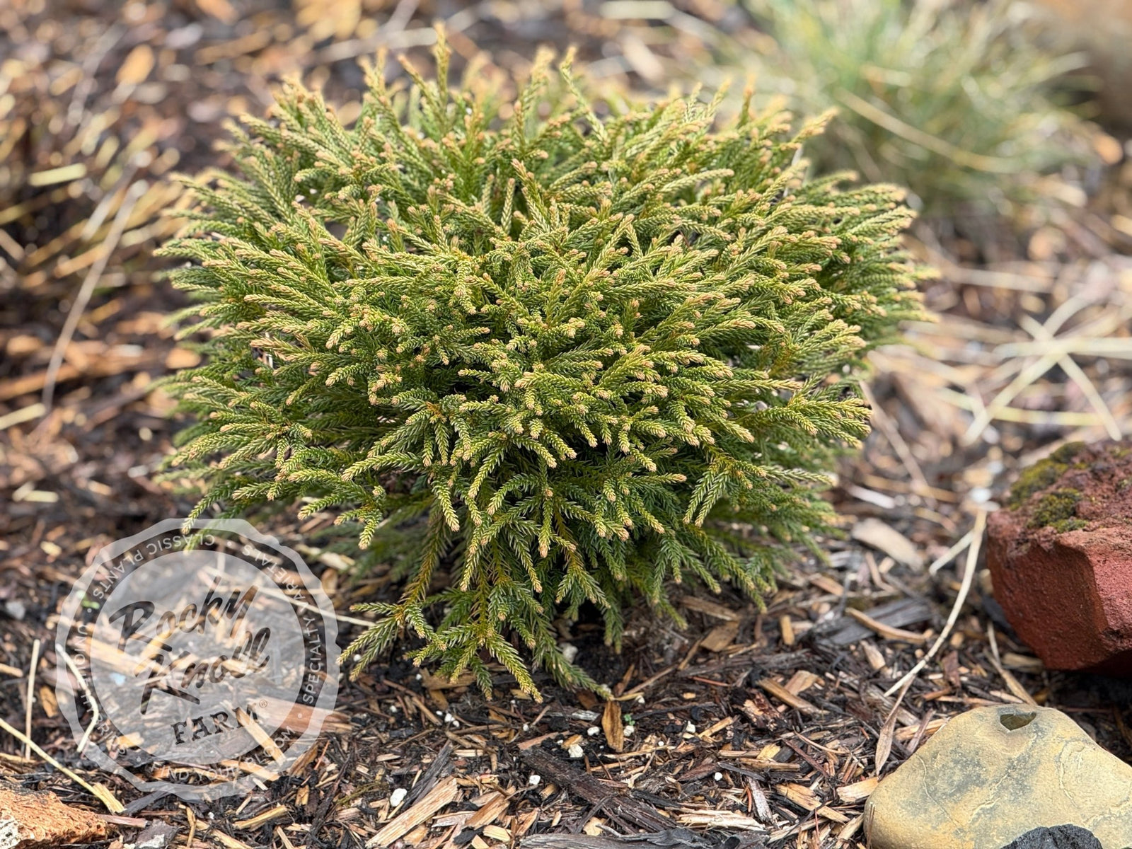 Cryptomeria japonica 'Little Diamond' - Rocky Knoll Farm