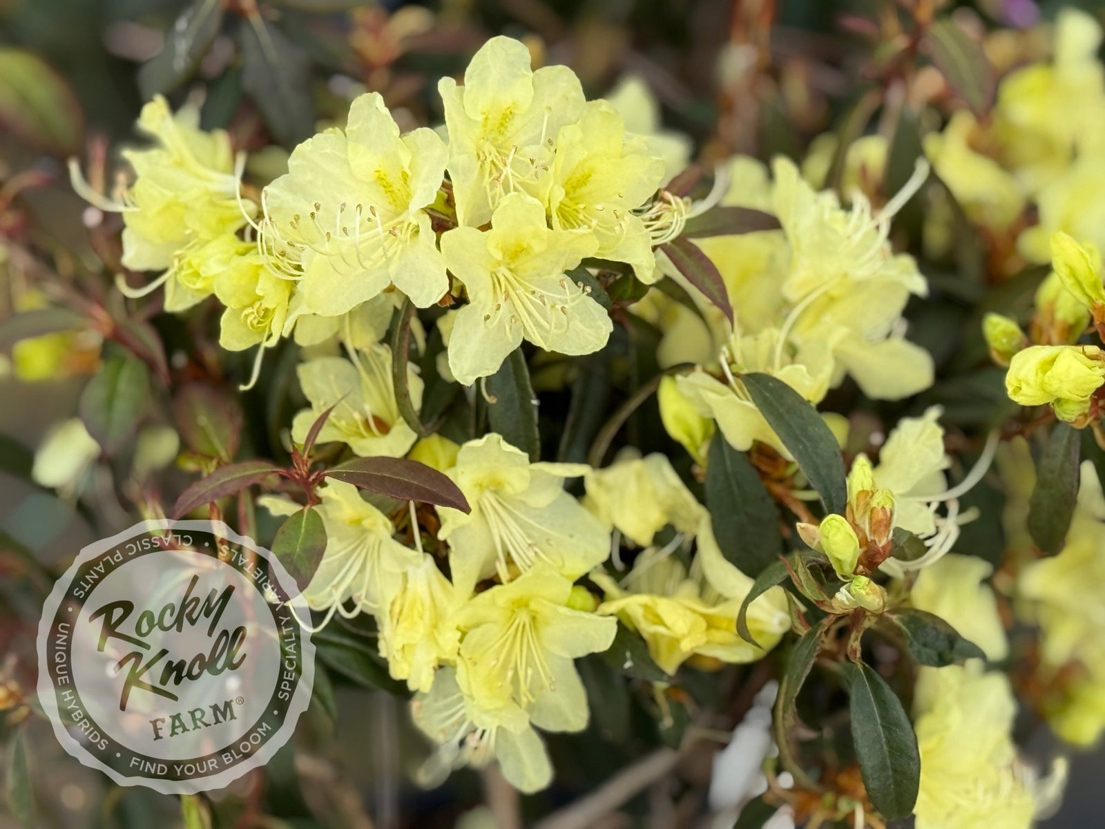 R. lutescens - Rocky Knoll Farm