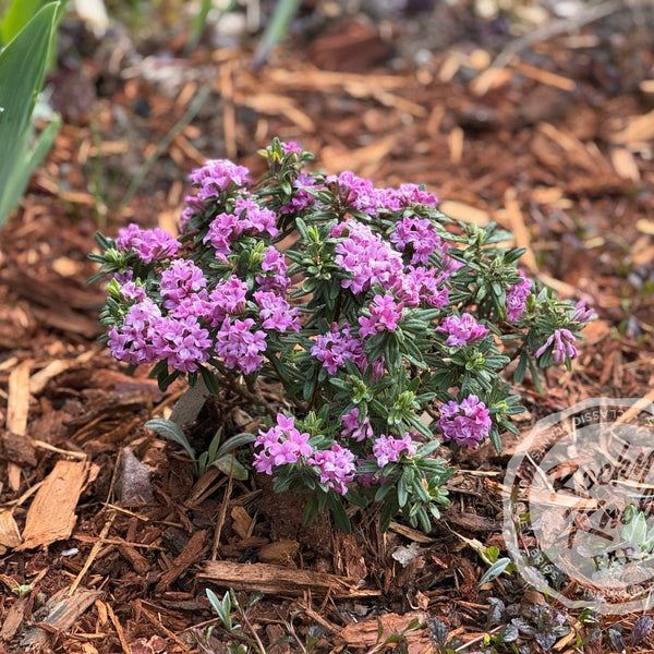 Daphne x medfordensis 'Lawrence Crocker' - Rocky Knoll Farm