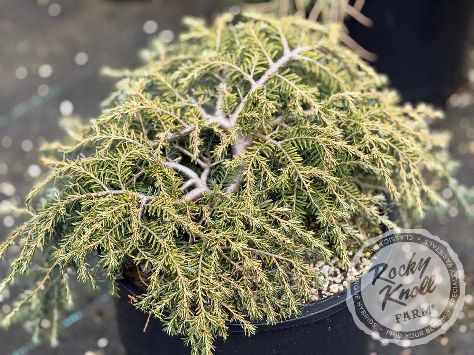 Tsuga canadensis 'Cole's Prostrate'