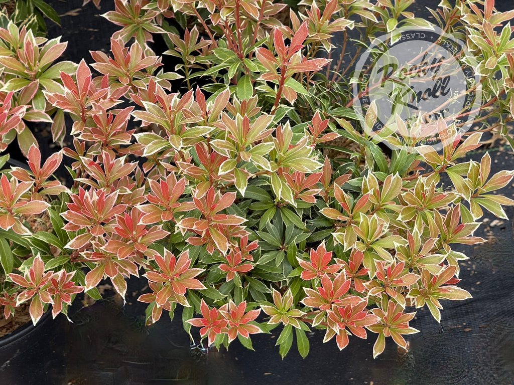 Rocky Knoll Farm Pieris japonica Little Heath