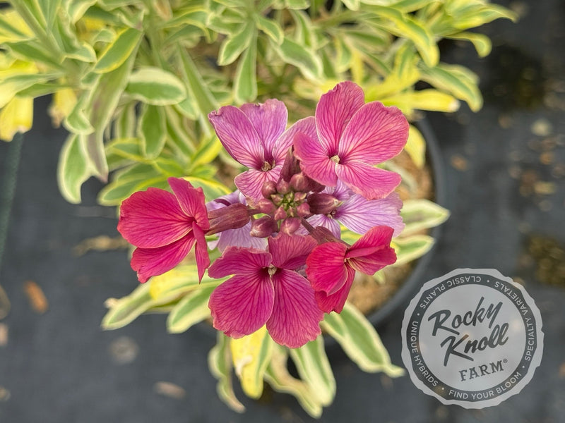 Erysimum Honeyberry (Wallflower) - Rocky Knoll Farm