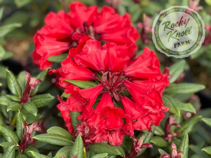 Hill’s Bright Red - Rocky Knoll Farm