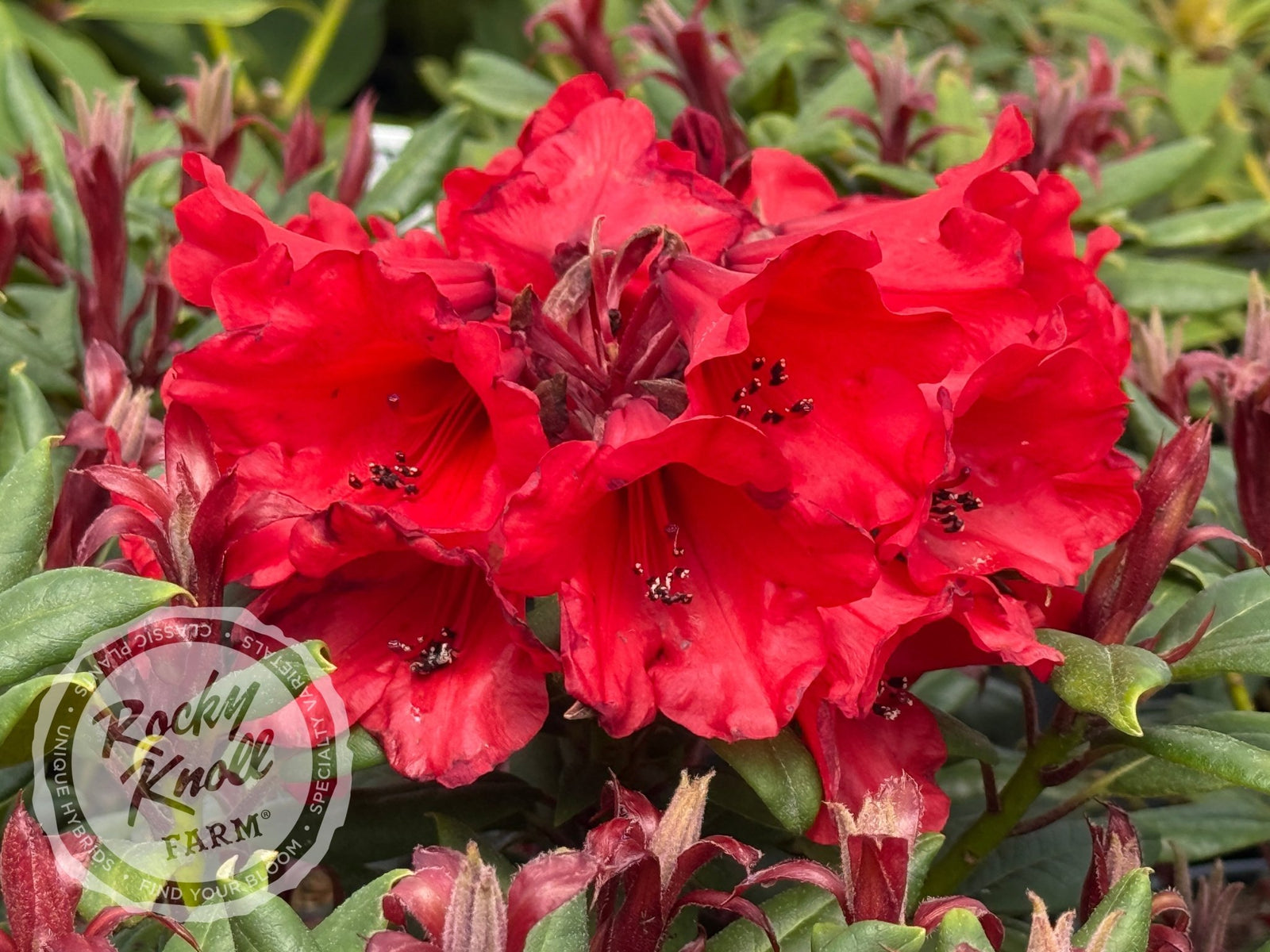 Hill's Bright Red - Rocky Knoll Farm