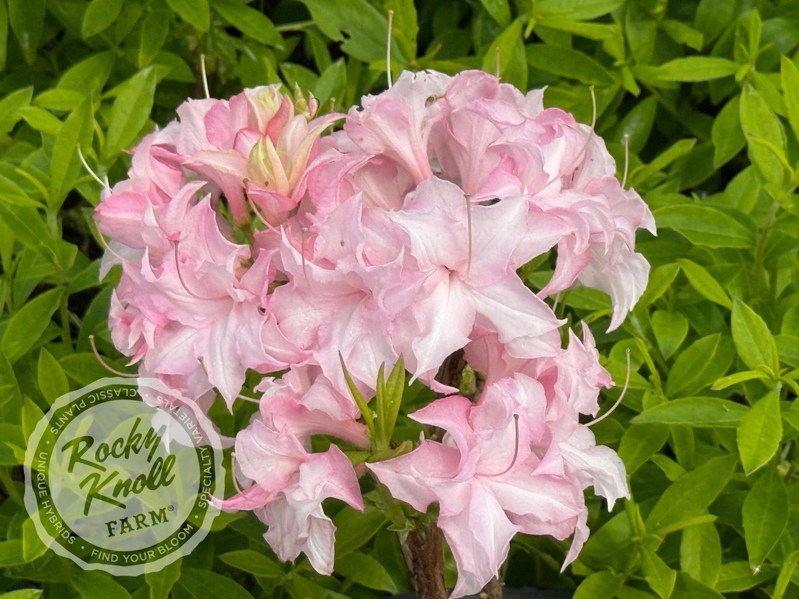 Soft Shimmer - Rocky Knoll Farm