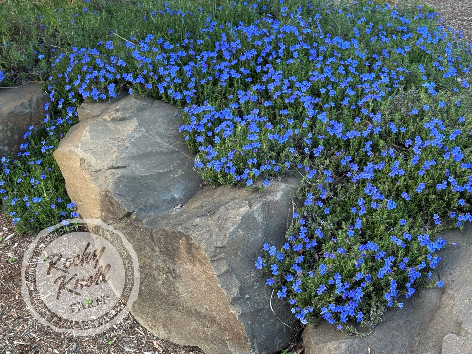Lithodora diffusa - 'Grace Ward' (Gromwell) - Rocky Knoll Farm