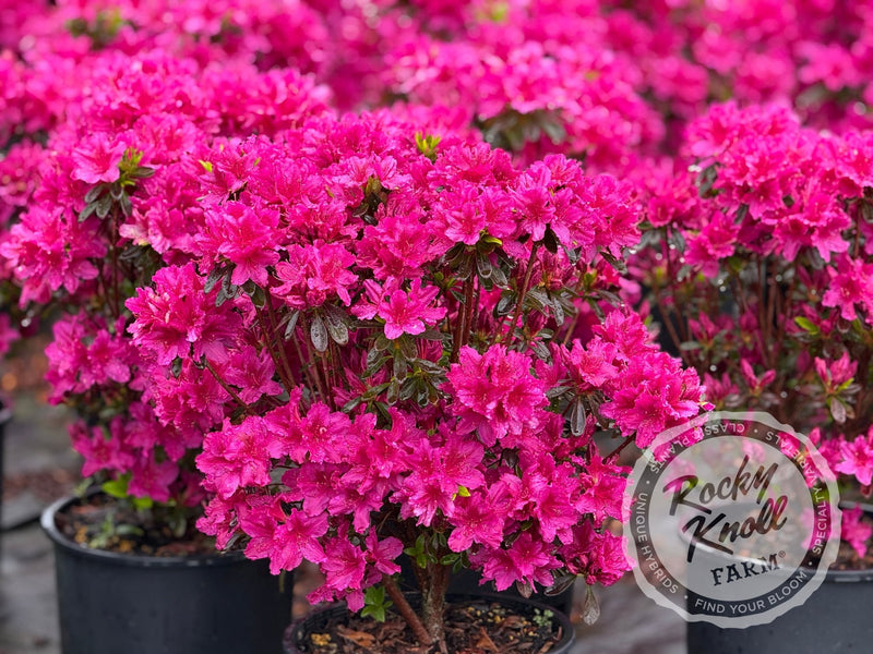 Girard's Fuchsia Azalea