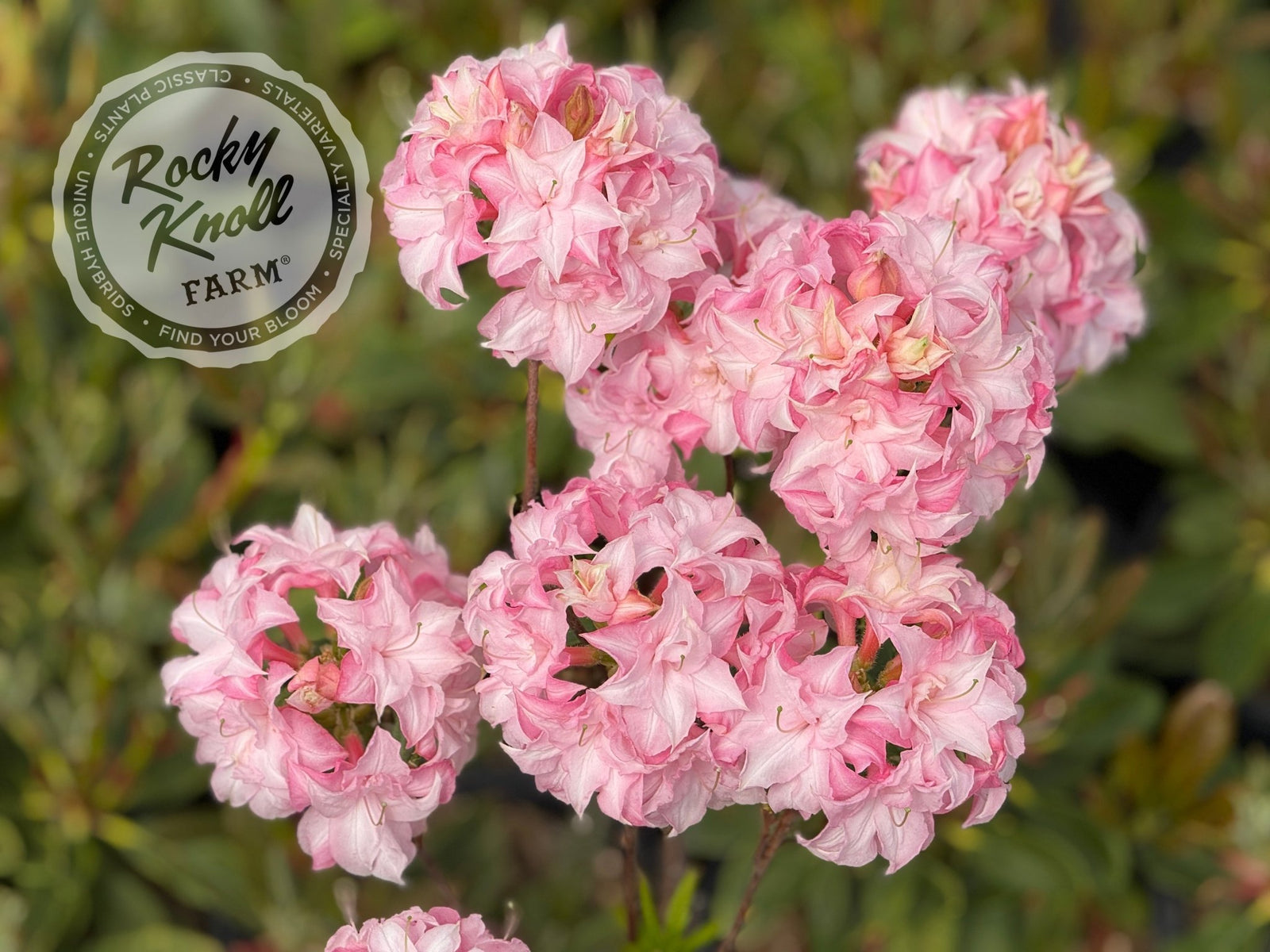 Soft Shimmer - Rocky Knoll Farm