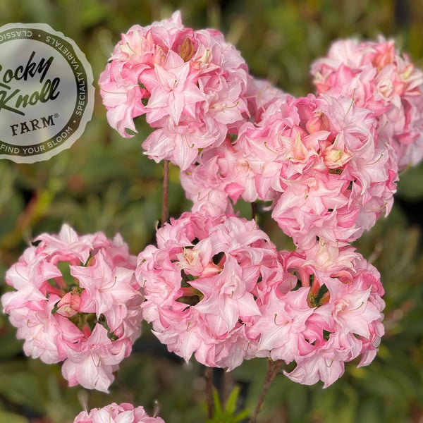 Soft Shimmer - Rocky Knoll Farm