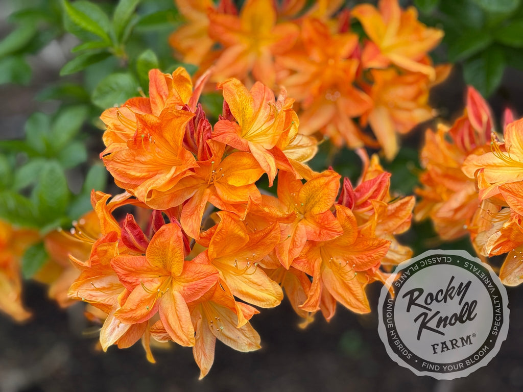 Arneson Gem - Rocky Knoll Farm