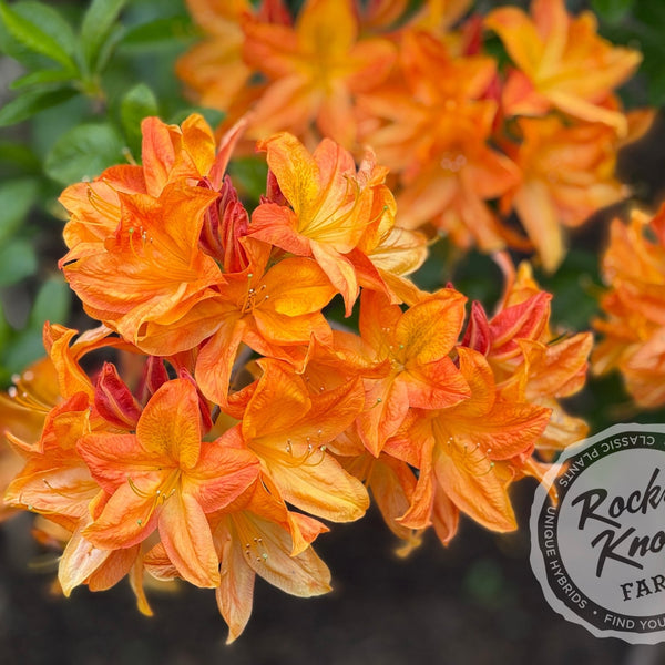 Arneson Gem - Rocky Knoll Farm