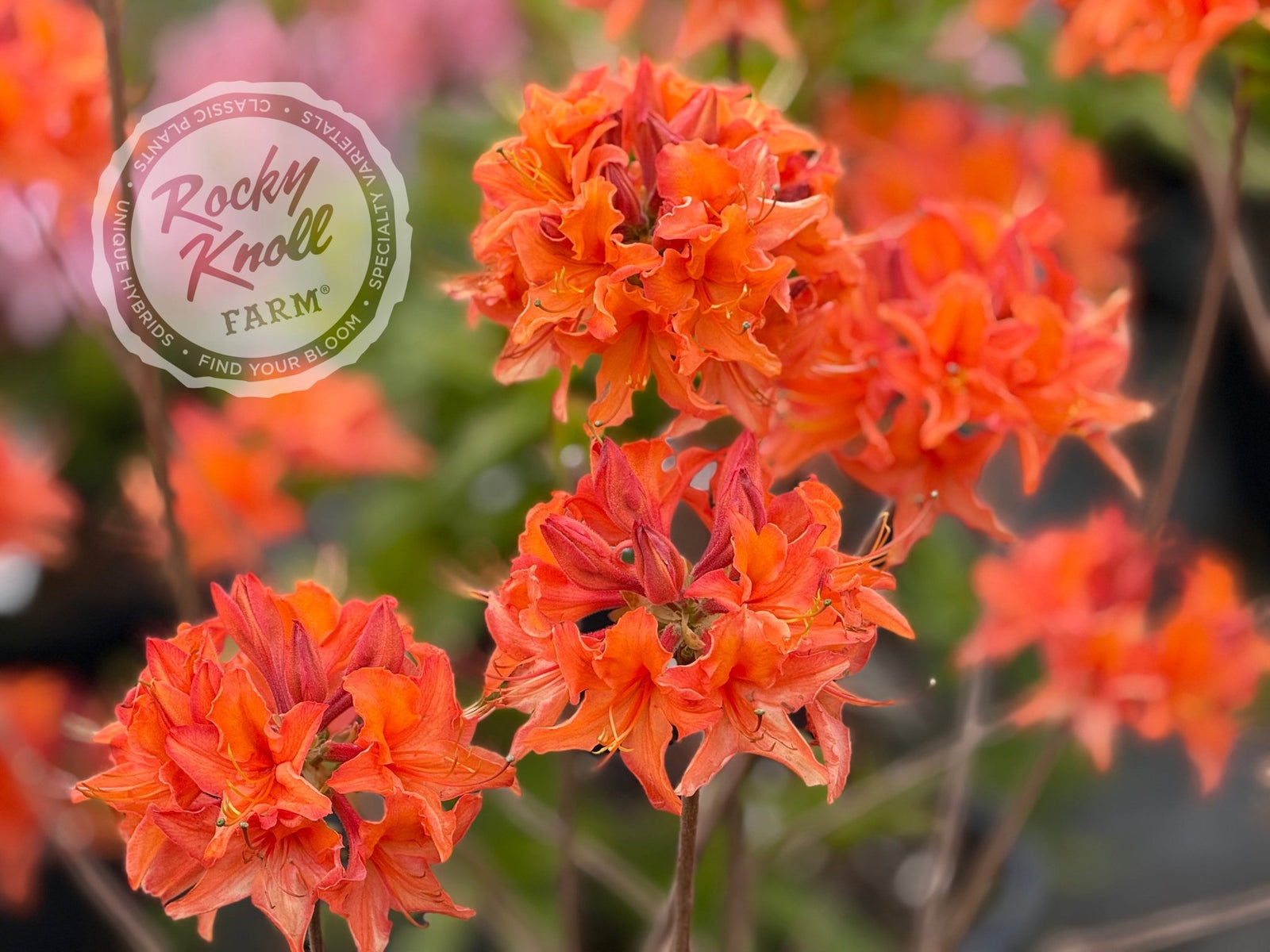 Mandarin Lights - Rocky Knoll Farm