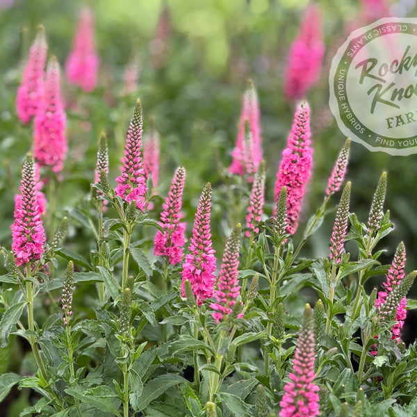 Veronica spicata 'Pink Candles' - Rocky Knoll Farm