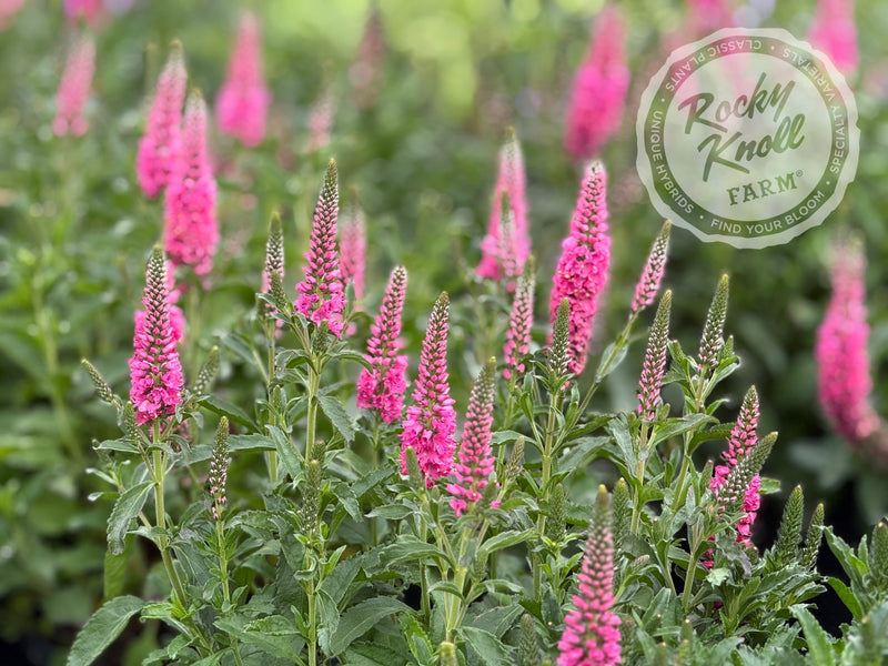 Veronica spicata 'Pink Candles' - Rocky Knoll Farm