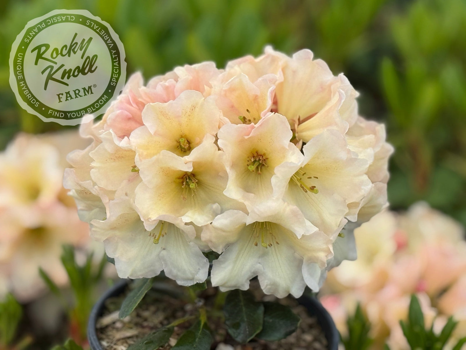 Wind River – Rocky Knoll Farm