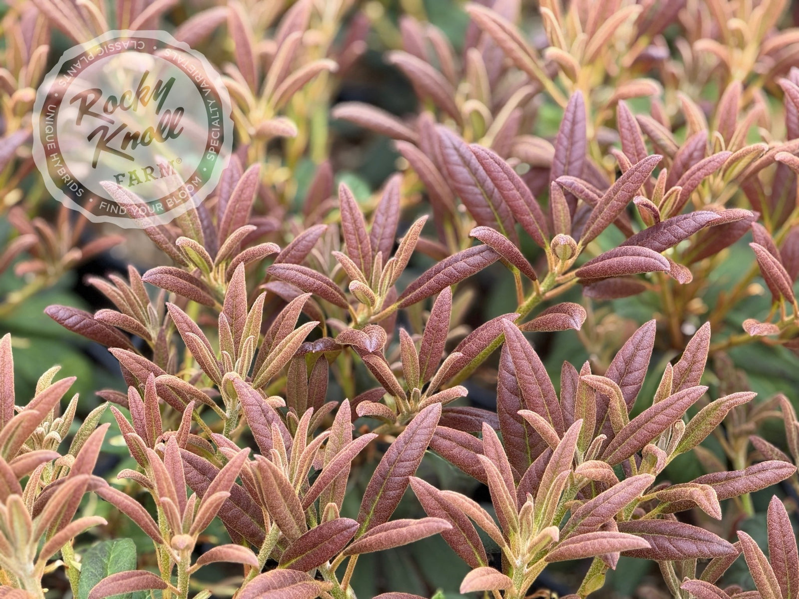 Elizabeth Red Foliage - Rocky Knoll Farm