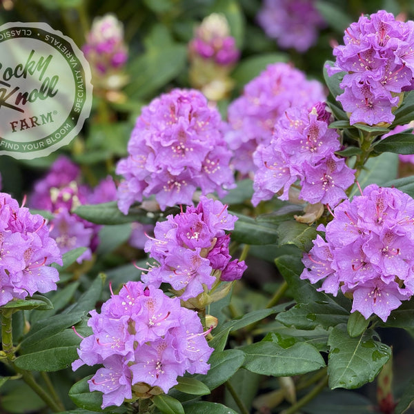 Lavender Queen - Rocky Knoll Farm