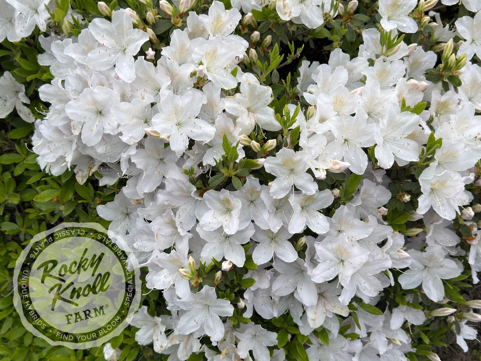 White Lace - Rocky Knoll Farm