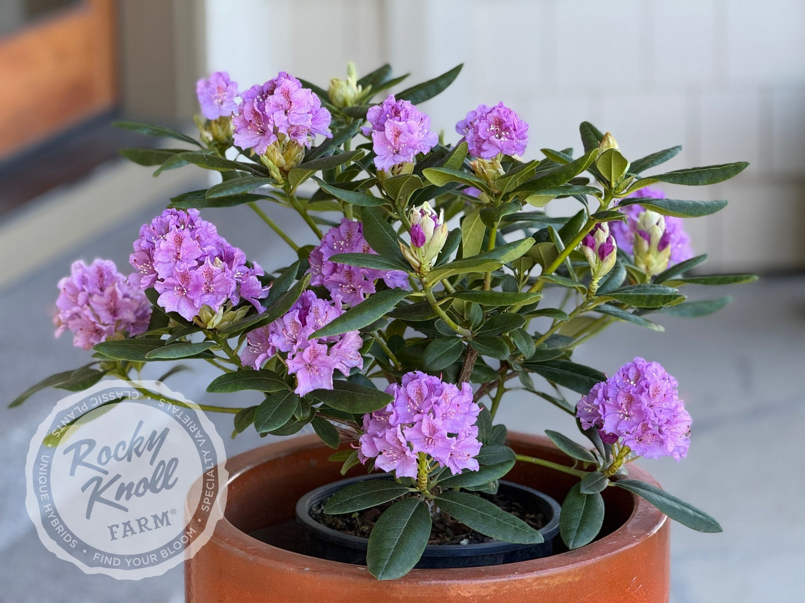 Lavender Queen - Rocky Knoll Farm