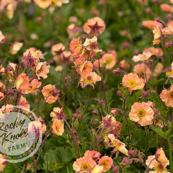 Geum 'Mai Tai' (Avens)