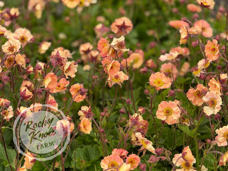Geum 'Mai Tai' (Avens)