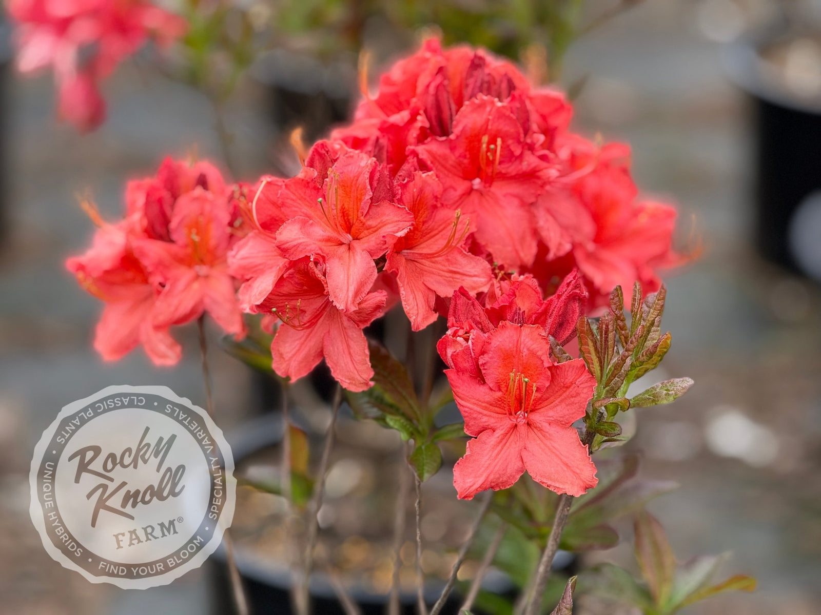 Gallipoli Red - Rocky Knoll Farm
