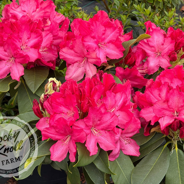 rhododendron lissabon Martin 225