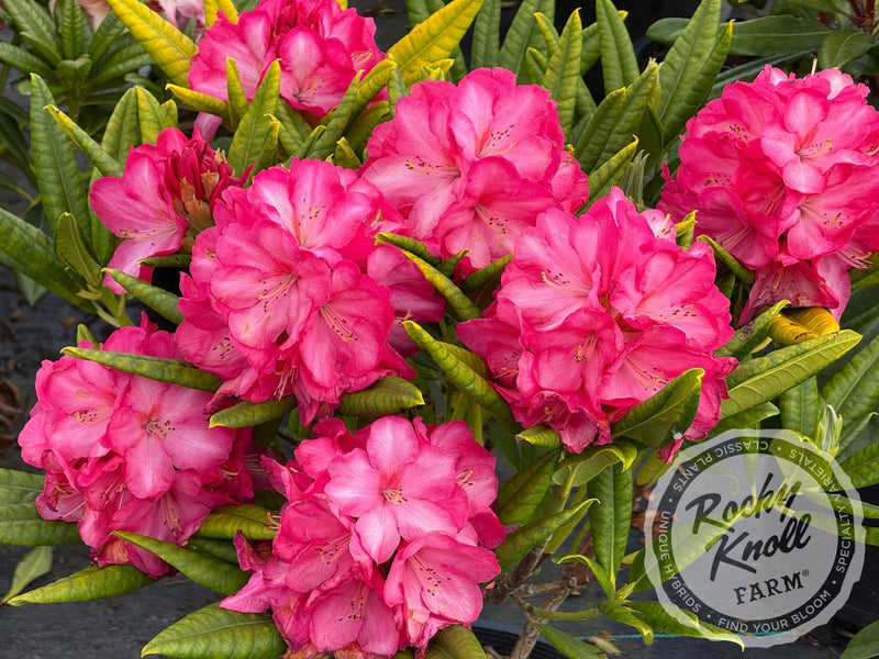 Lem's Fluorescent Pink - Rocky Knoll Farm