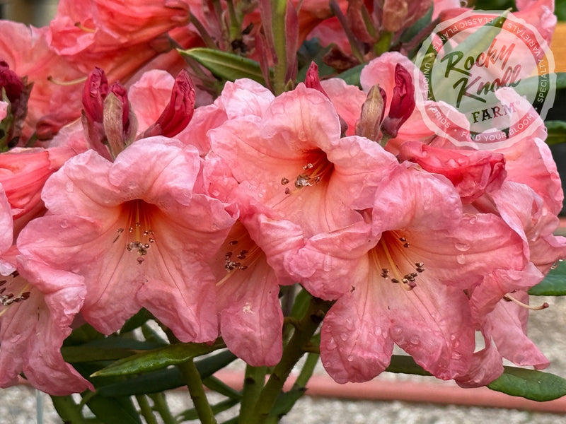 Whitney's Late Orange - Rocky Knoll Farm