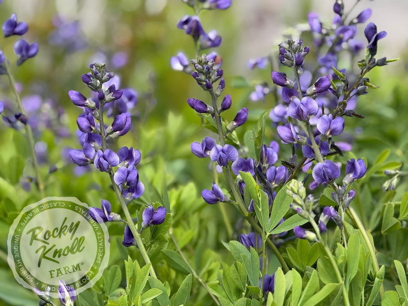 indigo vs lavender plant Blue False Indigo - Baptisia australis