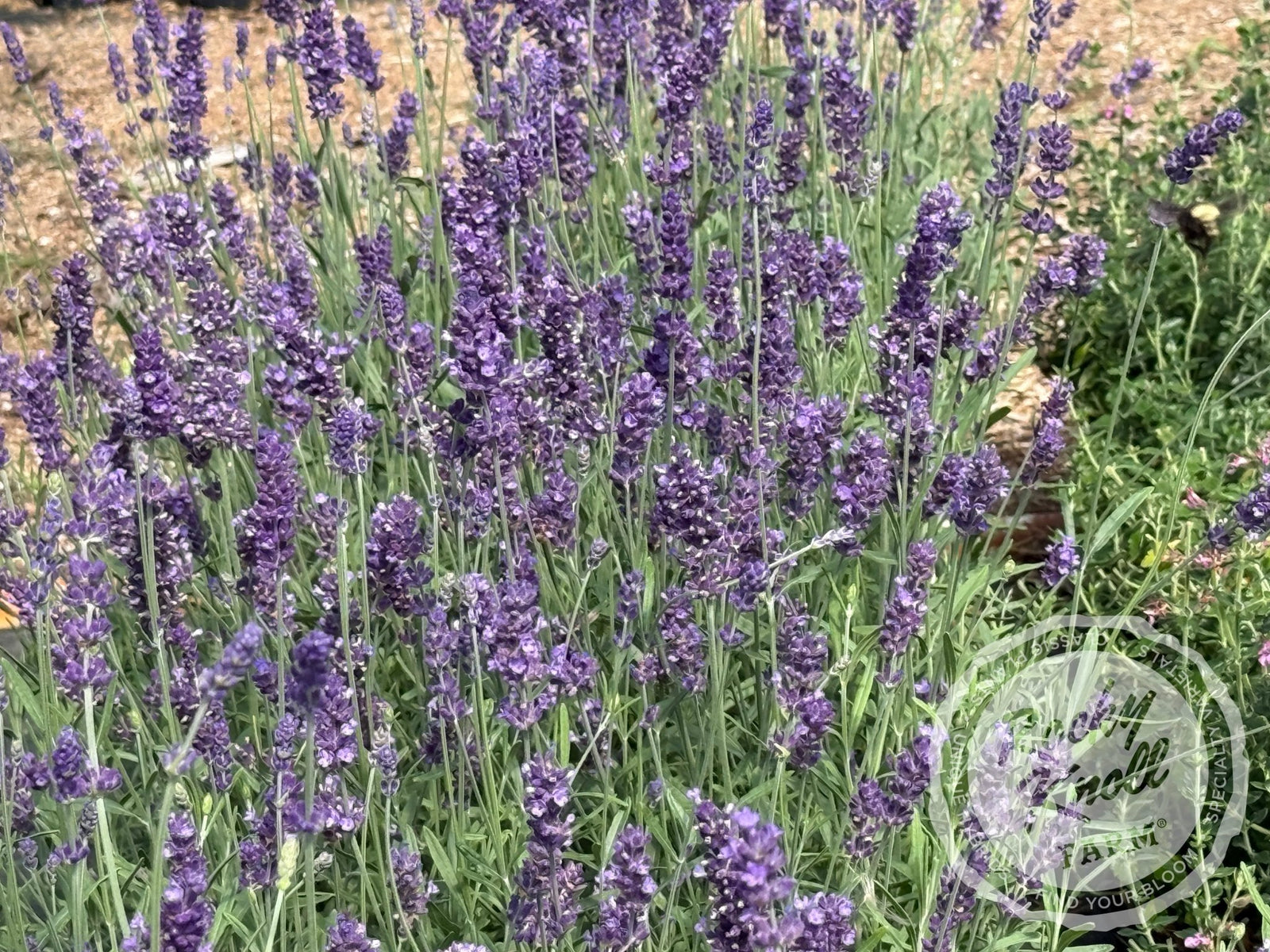 Hidcote Blue English Lavender - Rocky Knoll Farm