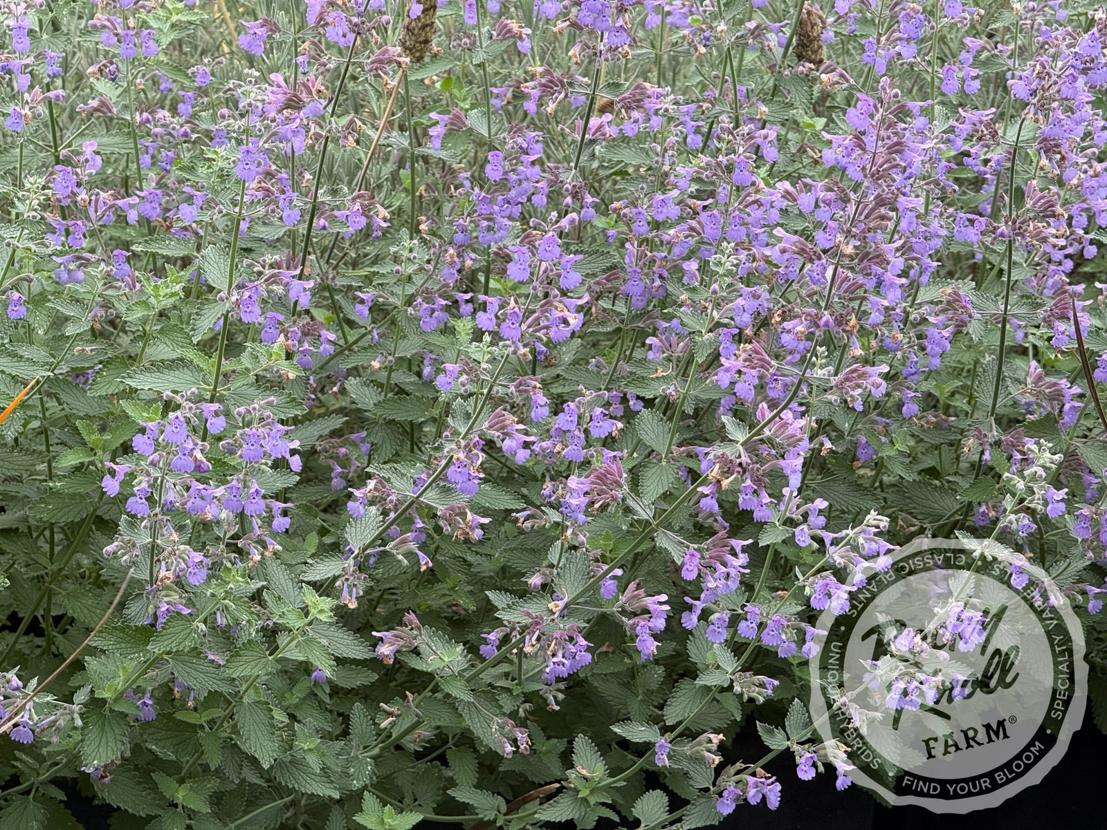 Nepeta Walker's Low Catmint - Rocky Knoll Farm