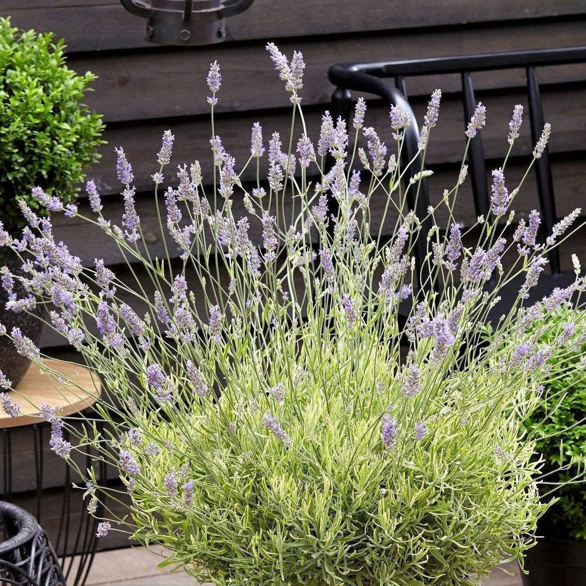 buy mature lavender plants Platinum Blonde® Lavender - Lavandula angustifolia