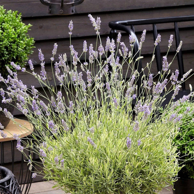 Platinum Blonde® Lavender - Lavandula angustifolia plant from Rocky Knoll Farm
