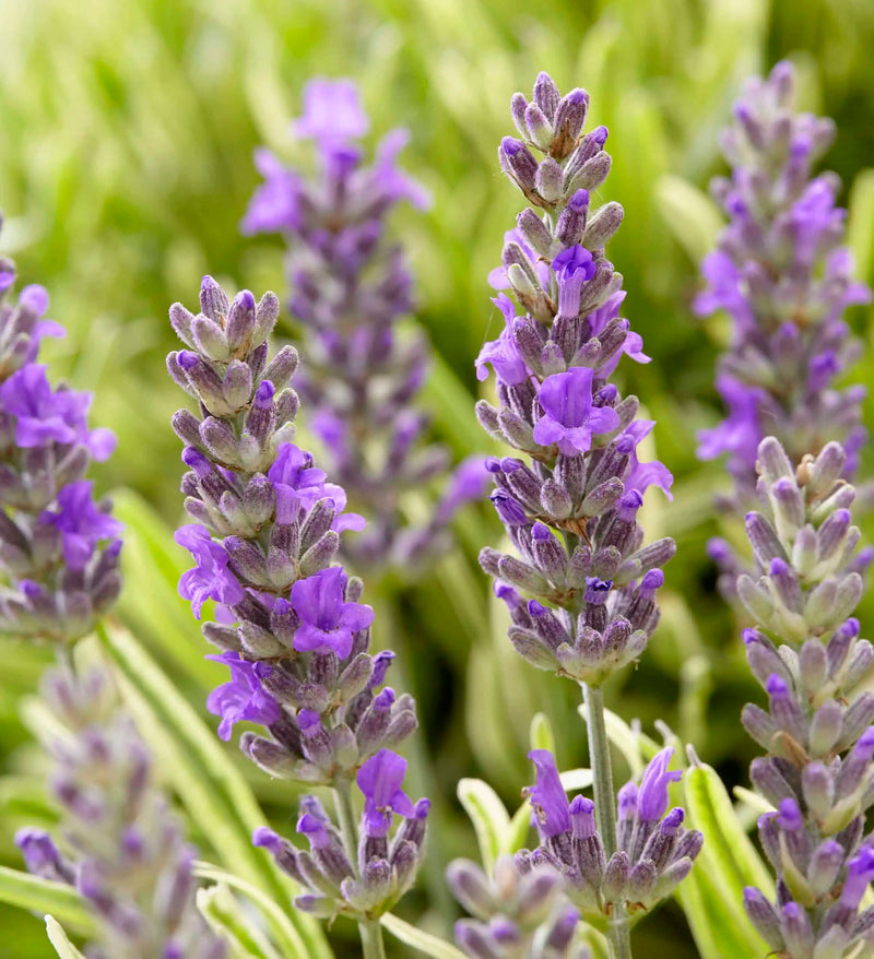 Platinum Blonde® Lavender - Lavandula angustifolia plant from Rocky Knoll Farm