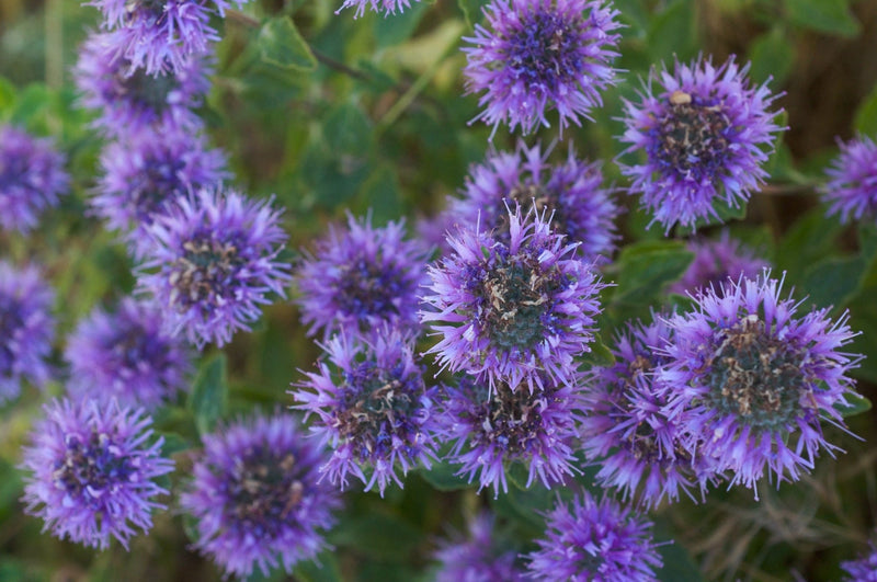 Monardella villosa 'Coyote Mint' plant from Rocky Knoll Farm
