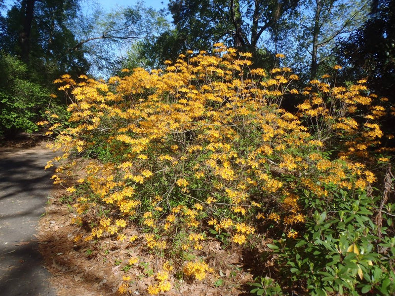 R. austrinum (Florida Flame Azalea) plant from Rocky Knoll Farm
