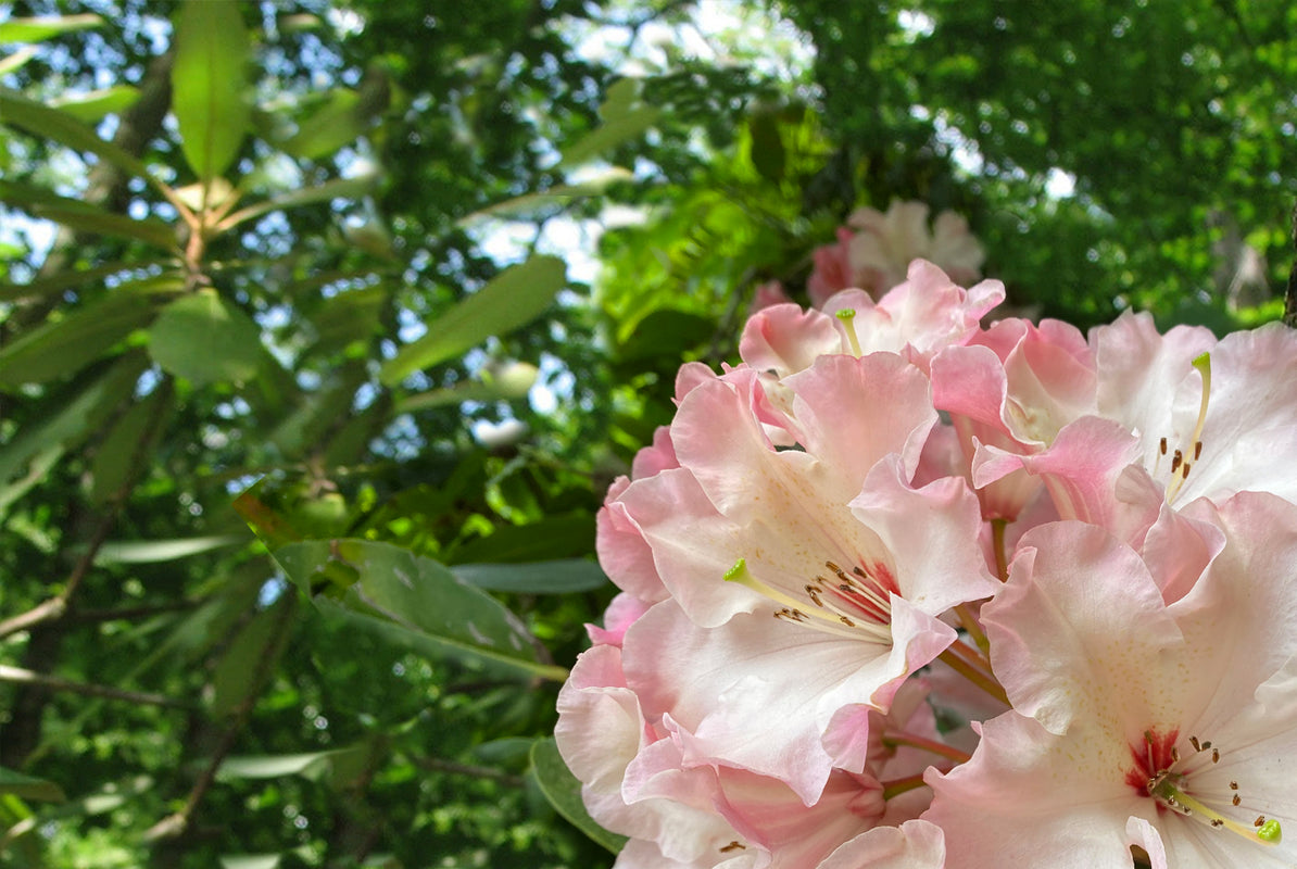 Image of Rhododendron blooming.