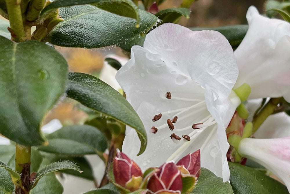 Image of Cilpinense blooming