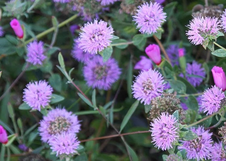 Monardella villosa 'Coyote Mint' plant from Rocky Knoll Farm