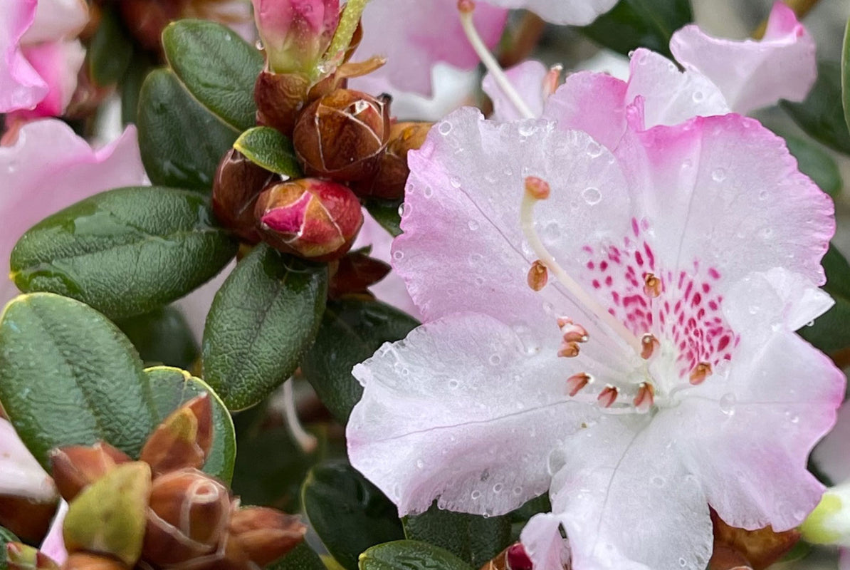 Image of Pink Snowflake blooming