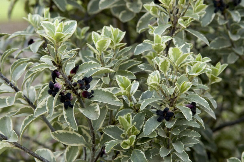 Marjorie Channon Pittosporum Variegated Kohuhu plant from Rocky Knoll Farm
