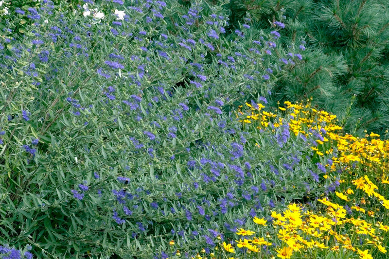 Caryopteris 'Blue Mist' (Bluebeard) plant from Rocky Knoll Farm