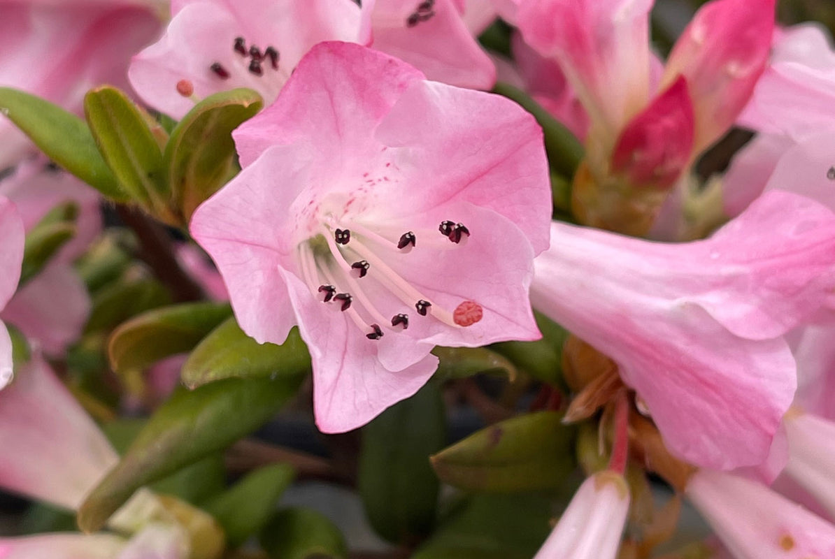 Image of Seta blooming