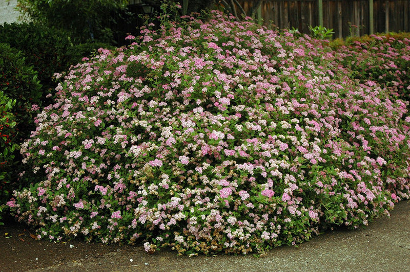 Spiraea Little Princess plant from Rocky Knoll Farm