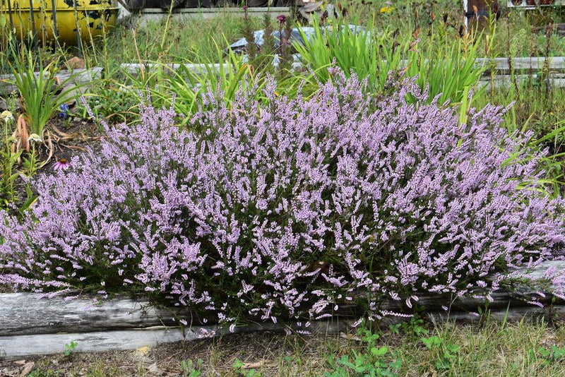 Calluna H.E. Beale Heather plant from Rocky Knoll Farm