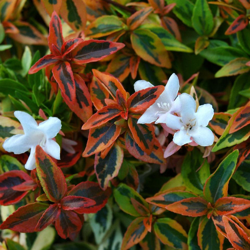 Abelia - Kaleidoscope plant from Rocky Knoll Farm