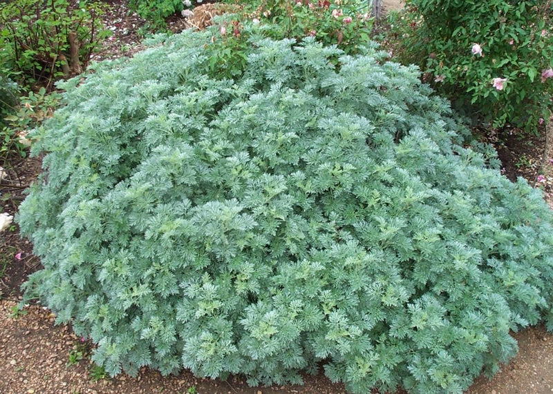 Artemisia Powis Castle plant from Rocky Knoll Farm
