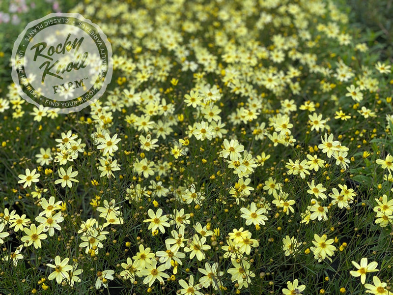 Coreopsis Moonbeam Tickseed plant from Rocky Knoll Farm