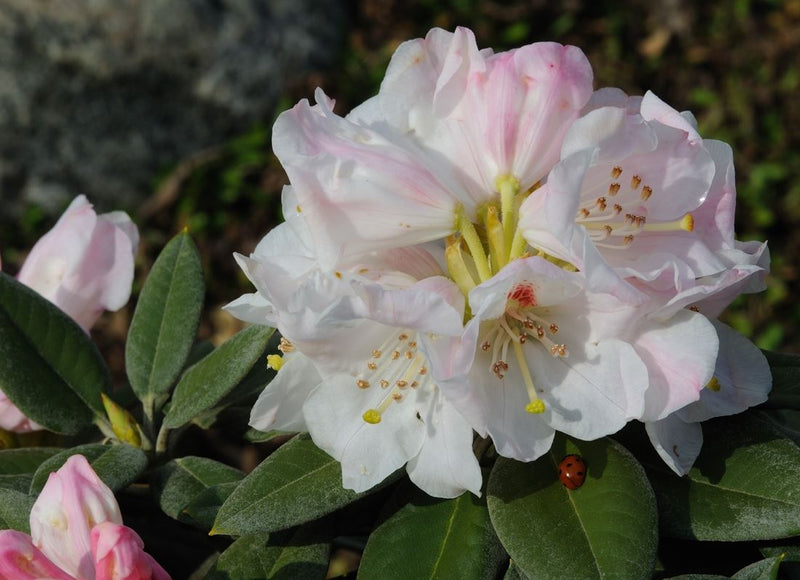 R. pachysanthum plant from Rocky Knoll Farm